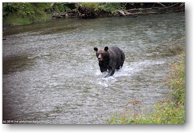br beim lachsfischen in der fish creek wildlife site bei hyder, alaska, USA