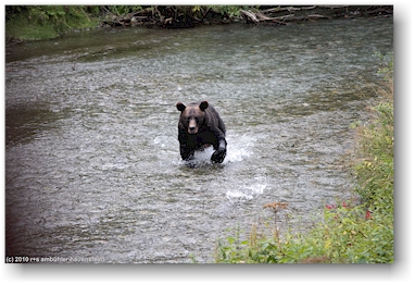 br beim lachsfischen in der fish creek wildlife site bei hyder, alaska, USA