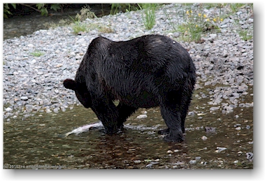 br beim lachsfressen in der fish creek wildlife site bei hyder, alaska, USA