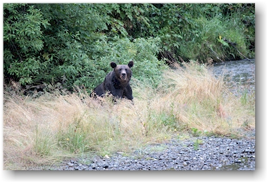 br in der fish creek wildlife site bei hyder, alaska, USA