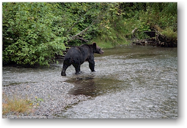 br beim lachsfischen in der fish creek wildlife site bei hyder, alaska, USA