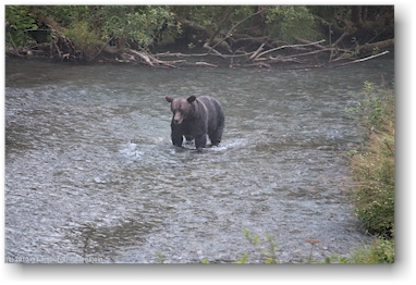 br beim lachsfischen in der fish creek wildlife site bei hyder, alaska, USA