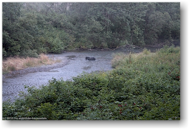br beim lachsfischen in der fish creek wildlife site bei hyder, alaska, USA