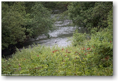 fischreiher in der fish creek wildlife site bei hyder, alaska, USA