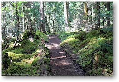 berg lake trail entlang des kinney lake im mount robson provincial park, CAN