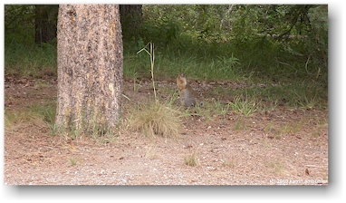 groundsquirrel im banff national park, CAN