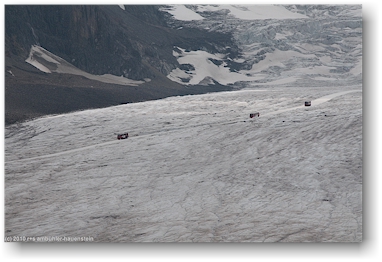 ice explorers auf dem athabasca glacier im jasper national park, CAN