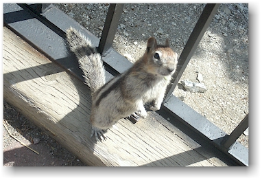 ein neugieriger chipmunk besucht uns whrend dem mittagessen auf dem sulphur mountain im banff national park, CAN