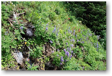 alpine blumenwiesen am idaho peak, CAN