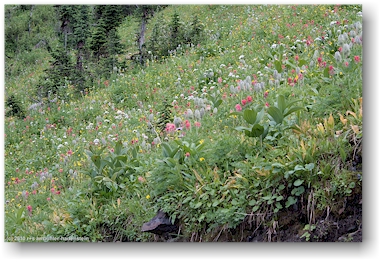 alpine blumenwiesen am idaho peak, CAN