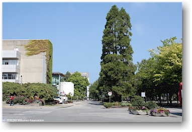 main mall auf dem campus der university of british columbia (UBC), vancouver, CAN - blick richtung norden
