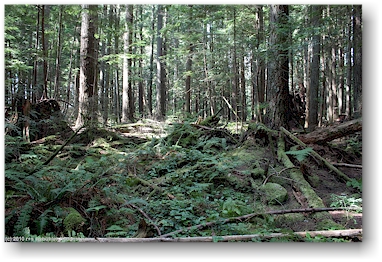 urwald im lynn canyon park am stadtrand von vancouver, CAN