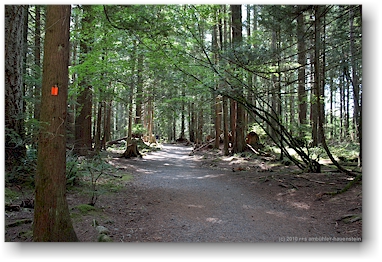 wanderweg im lynn canyon park bei vancouver, CAN