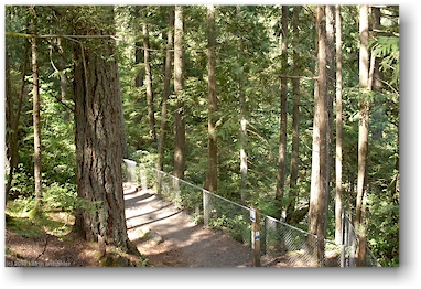 wanderweg im lynn canyon park bei vancouver, CAN