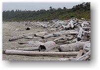 treibholz an der kste des pacific rim national park auf vancouver island, kanada
