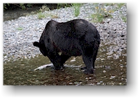 grizzly mit lachs bei der fish creek wildlife site