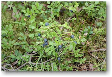 heidelbeeren im wald des nationalpark paeijaenteen kansallispuisto in der naehe von heinola, FI