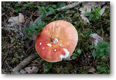 pilz im wald des nationalpark paeijaenteen kansallispuisto in der naehe von heinola, FI