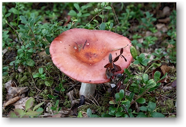 pilz im wald des nationalpark paeijaenteen kansallispuisto in der naehe von heinola, FI