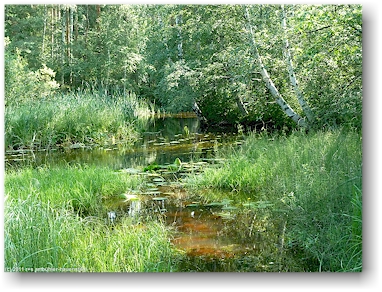 einfahrt in den fluss polvijoki, teil der eichhoernchen-route (oravareitti) zwischen juva und sulkava, FI