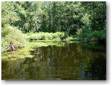 auf dem fluss polvijoki mitten durch den einsamen wald, teil der eichhoernchen-route (oravareitti) zwischen juva und sulkava, FI