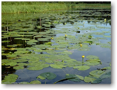 seerosen auf dem kaitajaervi, zwischen juva und sulkava, FI