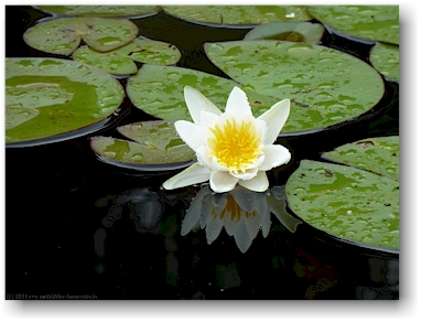 seerose auf dem kyrsyaenjoki, teil der eichhoernchen-route (oravareitti) zwischen juva und sulkava, FI