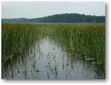 schilfbewachsener see hattulainen, teil der eichhoernchen-route (oravareitti) zwischen juva und sulkava, FI