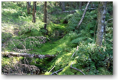 naturbelassener wald im nationalpark kolin kansallispuisto, FI