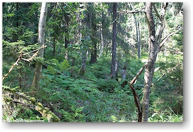 naturbelassener wald im nationalpark kolin kansallispuisto, FI