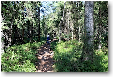 wanderweg im nationalpark kolin kansallispuisto, FI
