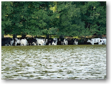 kuehe am ufer des lilla raengen bei brokind, SE