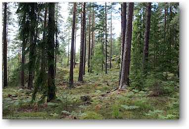wald am ufer des oevre foellingen bei pinnarp, SE