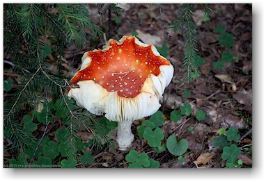 pilz im wald am ufer des oevre foellingen bei pinnarp, SE