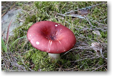 pilz im wald am ufer des oevre foellingen bei pinnarp, SE