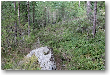 dichtes unterholz im wald am ufer des oevre foellingen bei pinnarp, SE