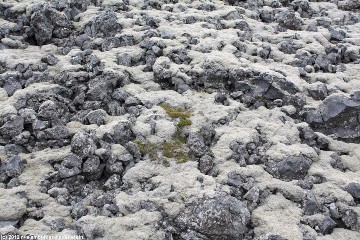 moosbewachsenes lavafeld bei der kueste zwischen arnarstapi und hellnar