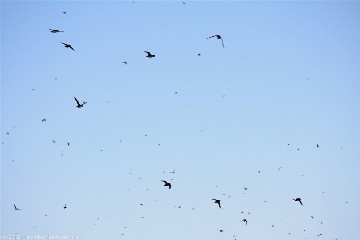 ein schwarm fliegender papageitaucher bei puffin island