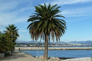 palme am strand.