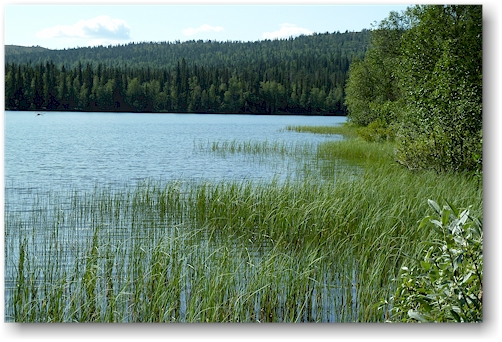 ufer des pyhaejaervi bei pyhaejaerven autiotupa im nationalpark pallas-yllaestunturin, FI