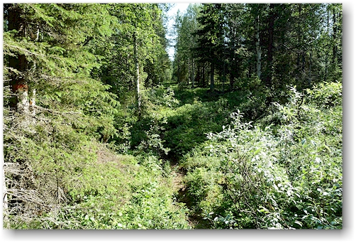 wanderweg bei pyhaekota im nationalpark pallas-yllaestunturin, FI