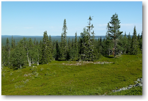 wanderweg zum vareslaki nahe der waldgrenze auf 400 m.ue.m. im nationalpark pallas-yllaestunturin, FI