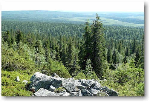 wir naehern uns wieder der waldgrenze im nationalpark pallas-yllaestunturin, FI