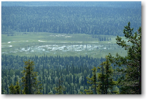 sumpfgebiet im nationalpark pallas-yllaestunturin, FI