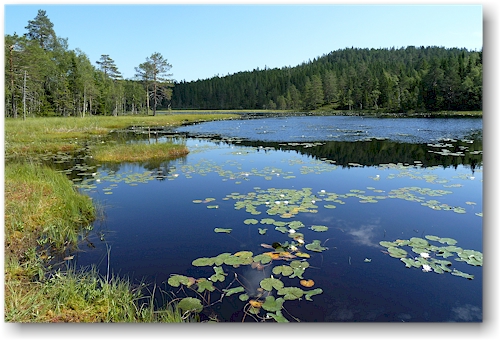 skrattabborrtjaernen im skuleskogens nationalpark