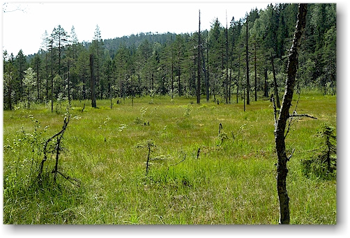 sumpfgebiet slattdalen im skuleskogens nationalpark