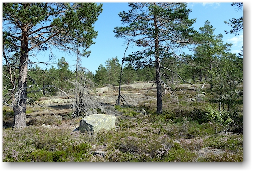 stampberget im skuleskogens nationalpark