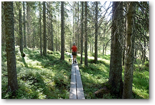 wanderweg im skuleskogens nationalpark