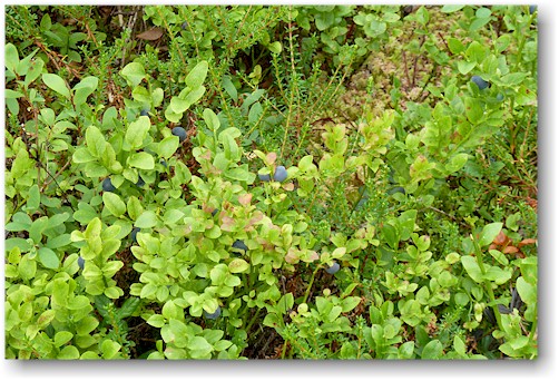 heidelbeeren im skulebergets naturreservat