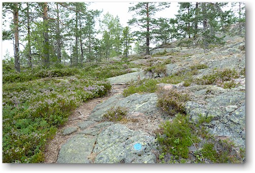 wanderweg im skulebergets naturreservat